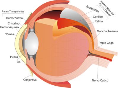 Reconhecimento de Retina - O olho humano